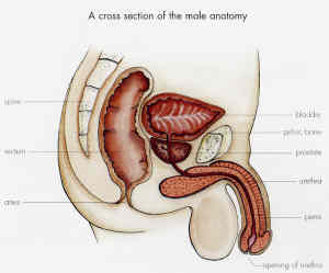 Cross-section of the male anatomy